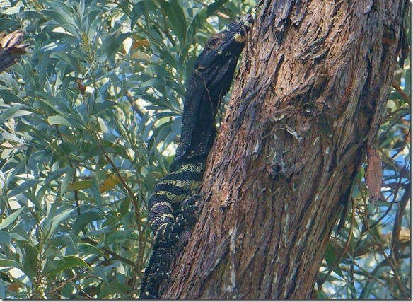 1963 ein Lizzard der von meinem Kommen aufgescheucht wurde ( die &uuml;brigen Touristen haben ihn gar nicht gesehen = zum Gl&uuml;ck war es keine Schlange)