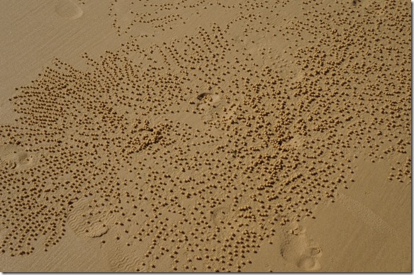 2009 kleine Sandkrabben werfen diese Sandk&uuml;gelchen aus wenn sie sich vergraben