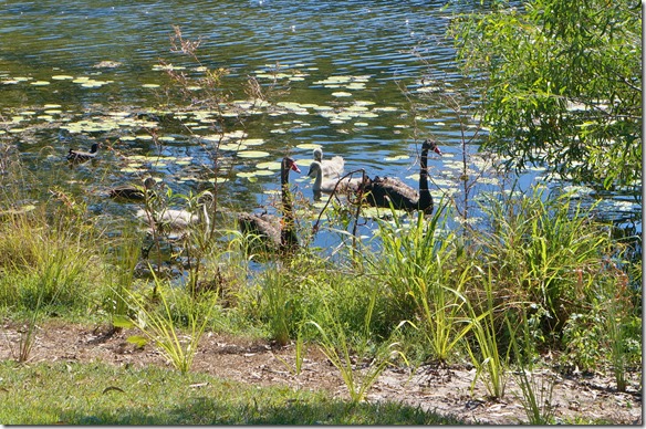 2076 ein Schwarz-Schwan Paar mit den hellen Jungen