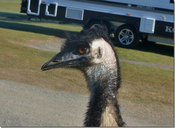 2539 ein sehr strenger Blick