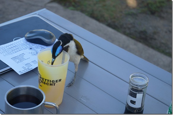 2545 schon der n&auml;chste der sich vor gar nichts scheut = hoffentlich will der nicht auch mitreisen