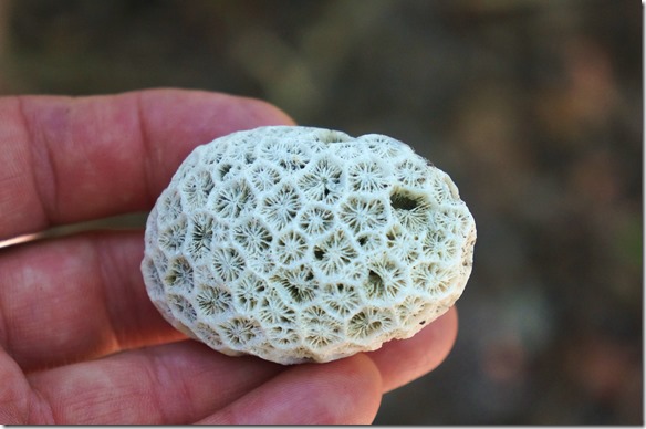 2592 eine tote Koralle mit wundersch&ouml;nem Muster