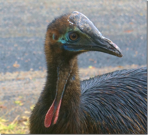 2613 die zwei lappen sehen aus wie bei den Truth&uuml;hnern