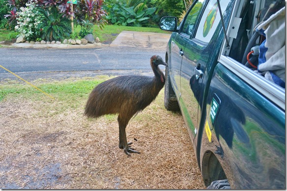 2615 im Lack des Frosches sah er einen Kontrahenden und hat auf sein Spiegelbild eingehackt
