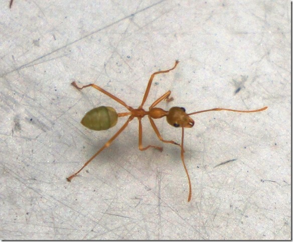 2617 wenn sie nur nicht auseinanderbricht = dies ist eine schmale Tallie