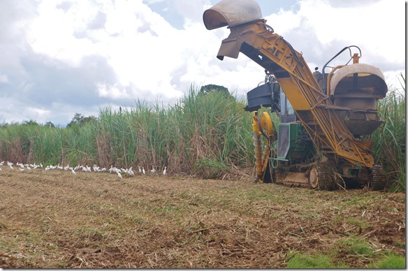 2634 die V&ouml;gel warten auf die Abf&auml;lle die beim ernten entstehen