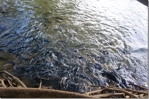 2642 es sind auch die Aale an dem Futter das die Touristen reinwerfen interessiert