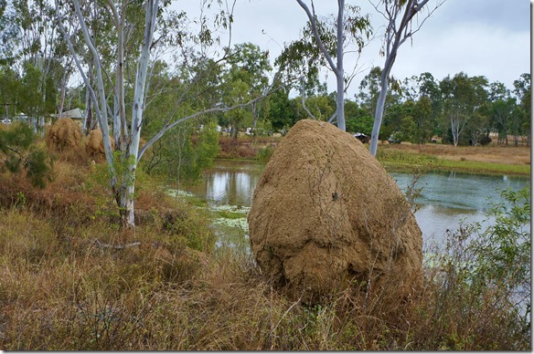 2684 hier sind die Termitenh&uuml;gel anders als die Spitzen in Afrika