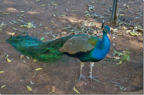 2764 in Lorella Springs gibt es auch eine Pfauenfamilie