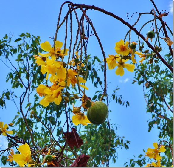2788 anscheinend gibt es aus den Bl&uuml;ten eine Frucht