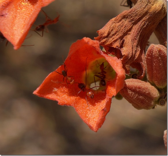2792 die Ameisen lieben diese Blüten