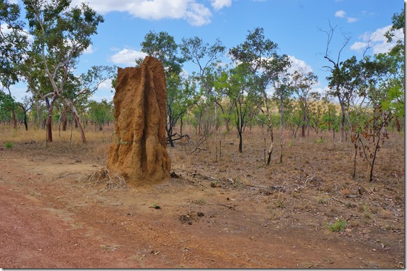 2794 die Termitenh&uuml;gel hier sind RIESIG = an dem ist schon ein Teil weggebrochen