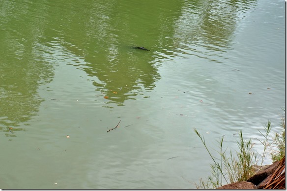 2835 das erste Krokodil noch grösstenteils unter Wasser