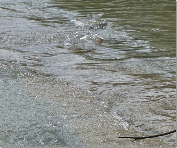 2840 die Krokodile können sie in so seichtem Wasser nicht fangen = sie warten auf den grossen Ansturm mit der Flut. Sie wssen genauestens wenn es losgeht