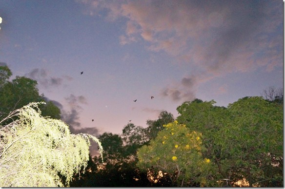 2855 auf dem Camp in Jaribu (Kakadu NP) haben am Abend immer haufenweise Fledermäuse uns überfolgen