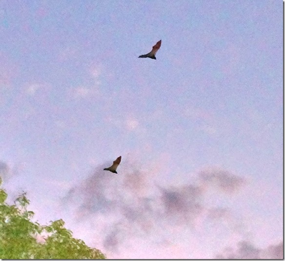 2856 wenn man die Foto durchs Zoom betrachtet, sieht man, dass sie keine Schw&auml;nze zum Steuern des Fluges haben