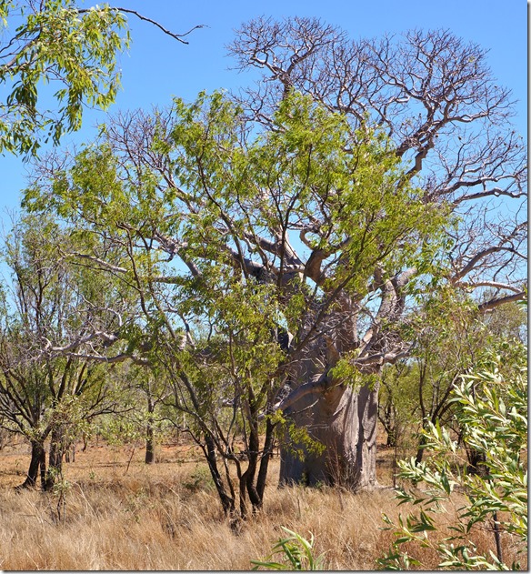 2894 es gibt auch Baobabs in Australien