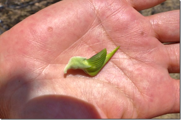 3059 eine sogenannte Schnabelblüte