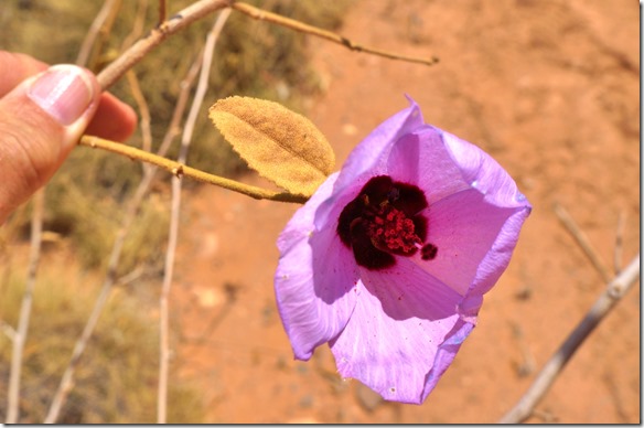 3068 eine violette Burgainvilla