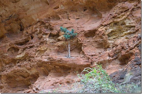 3077 überall ist es möglich das Neues wächst sobald Wasser resp. Feuchtigkeit vorhanden ist