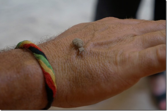 3089 ein Ameisenlöwe