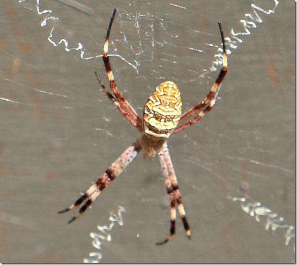 3094 damit es mit den Verdickungen übereinstimmt legt sie die Beine paaerweise aus