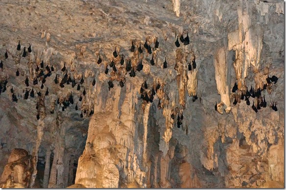 3182 diese Fledermäuse geniessen die Kühle im Tunnel