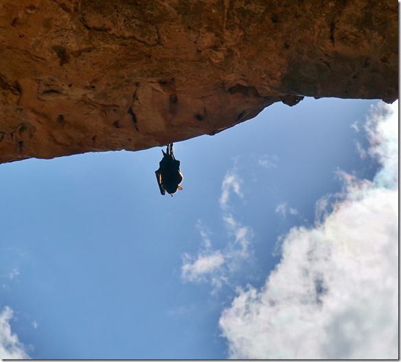 3190 dies Fledermaus hängt halb in der Sonne, darum sind die Ohren wie durchsichtig