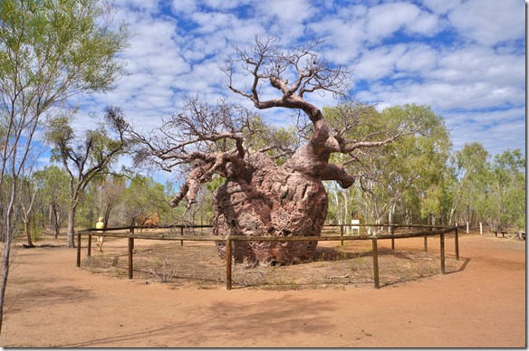 3310 der mächtige ca. 8 m Durchmesser messende Prison Tree (Gefängnisbaum) ausserhalb von Derby