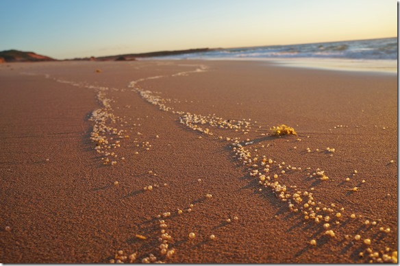 3340 Beach in Barn Hill vor dem Sonnenuntergang = diese durchsichtigen Erbsen sind Same einer Wasserplanze