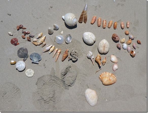 3350 ein Kind hat vermutlich hier seine Muscheln Liegenlassen