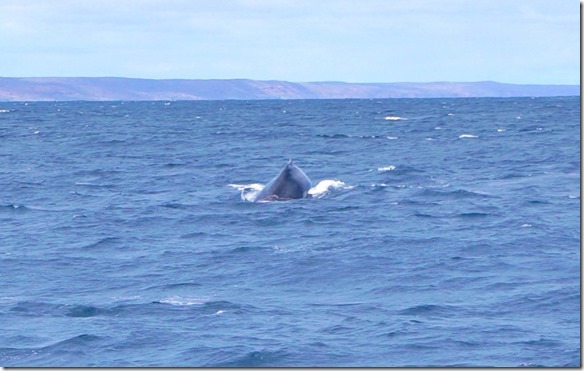 3401 es waren einige Humpback (Bukelwal) Wale bei unserem Tauchplatz