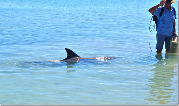 3446 hier hat der Delfin einen kleinen Fisch bekommen und somit ist für diesen Schluss für heute