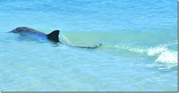 3456 es ist schon erstaunlich wie schnell diese Meerestiere schwimmen können