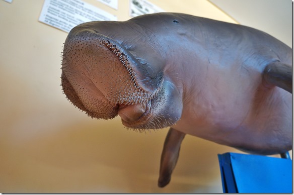 3459 er frisst ca. 50 kg Seegras vom Meeresgrund und darum hat er ein Maul das aussieht wie ein Staubauger