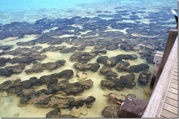 3466 hier sieht man die Stromatolithes = lebende Fossilien