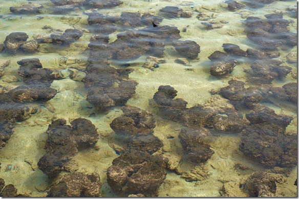 3469 es sind vermutlich die ersten Lebewesen auf der Erde, welche vor ca. 3,5 Mia Jahren beonnen haben sich zu vermehren und aus dem alles Leben der Erde kommt