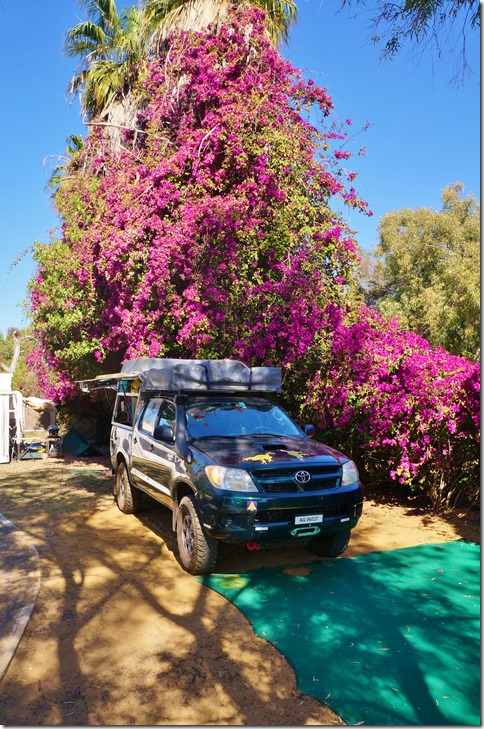 3483 wir stellten unser Dachzelt auf dem Camp in Kalbarri direkt unter diesem schönen Bourgainvilla auf