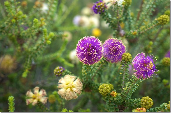 3496 diese Blumen sehen aus wie eine schöne Festrakete