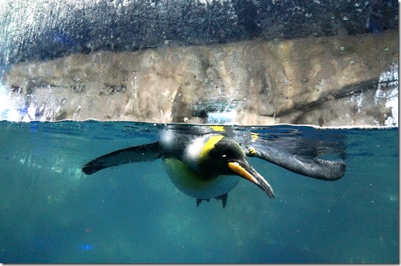 1030 dieses Wasser ist auf Antarktische Verhältnisse gekühlt
