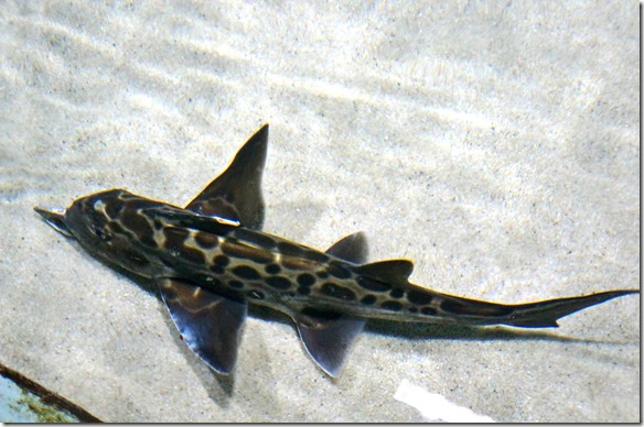 1037 das Wasser in dem die Fische hier leben ist direkt mit dem Meer verbunden, denn diese Fischarten leben alle in diesen Gewässern um Neuseeland