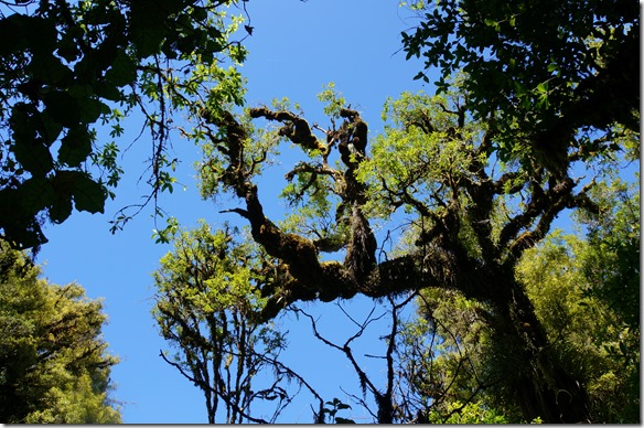 1071 Bäume wie sie in den Filmen zu Herrn der Ringe dargestellt wurden