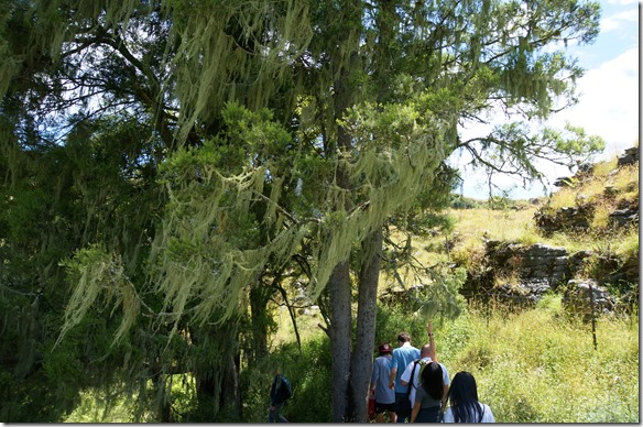 1087 Bäume sind mit einem sehr speziellen aber schönen Moos bewachsen