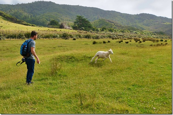 1142 Cedric wollte mit den Schäfflein spielen und es sollte eine Aufnahme von beiden geben au nächster Nähe