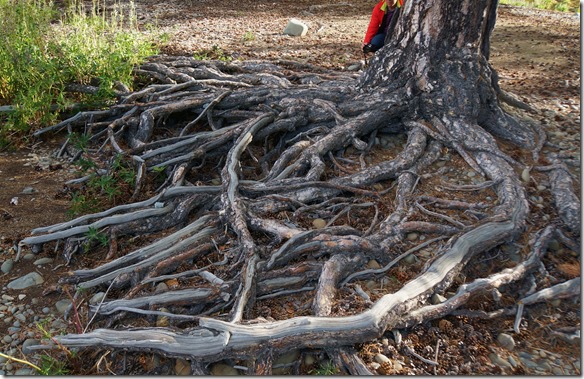 1210 selbst die gewöhnlichen Baumwurzeln sehen wie Gewächse aus einer verwunschenen Geschichte aus
