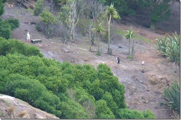 1267 dann entdecken wir sie ziemich weit weg. Wir können sie nur mit dem Teleobjektiv etwas heranholen