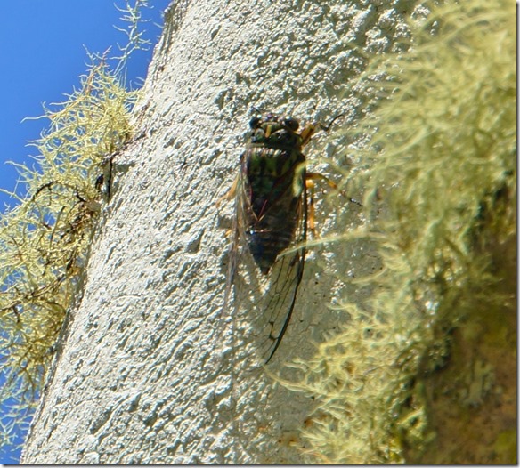 1376 eine Grille die sehr viel Lärm macht, denn sie zirpt nicht nur sondern sie trommelt auch mit den Beinen