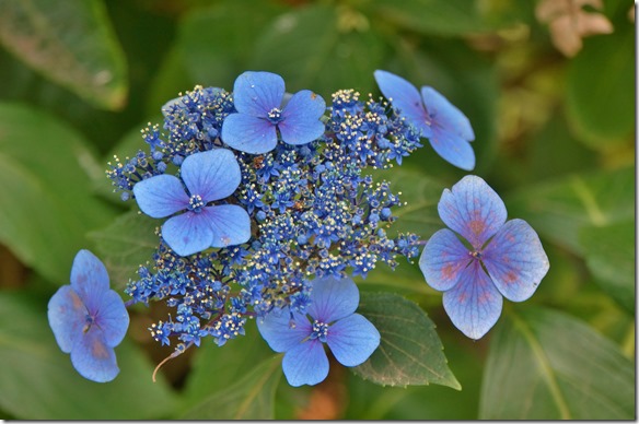 2052 eine Tellerhortensie