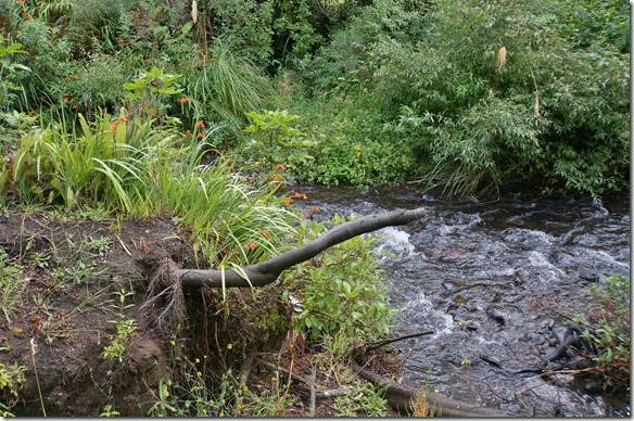 2150 der ganze Wald ist mit vielen kleinen Bächen durchzogen