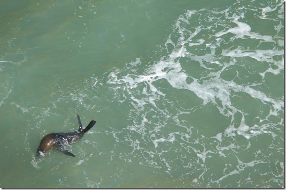 2203 im Wasser bewegen sie sich elegant und geschmeidig, an Land sind die Bewegungen eher Harzig und plump